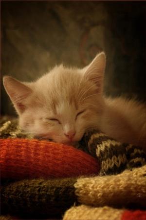 Весенняя сказка для Котенка